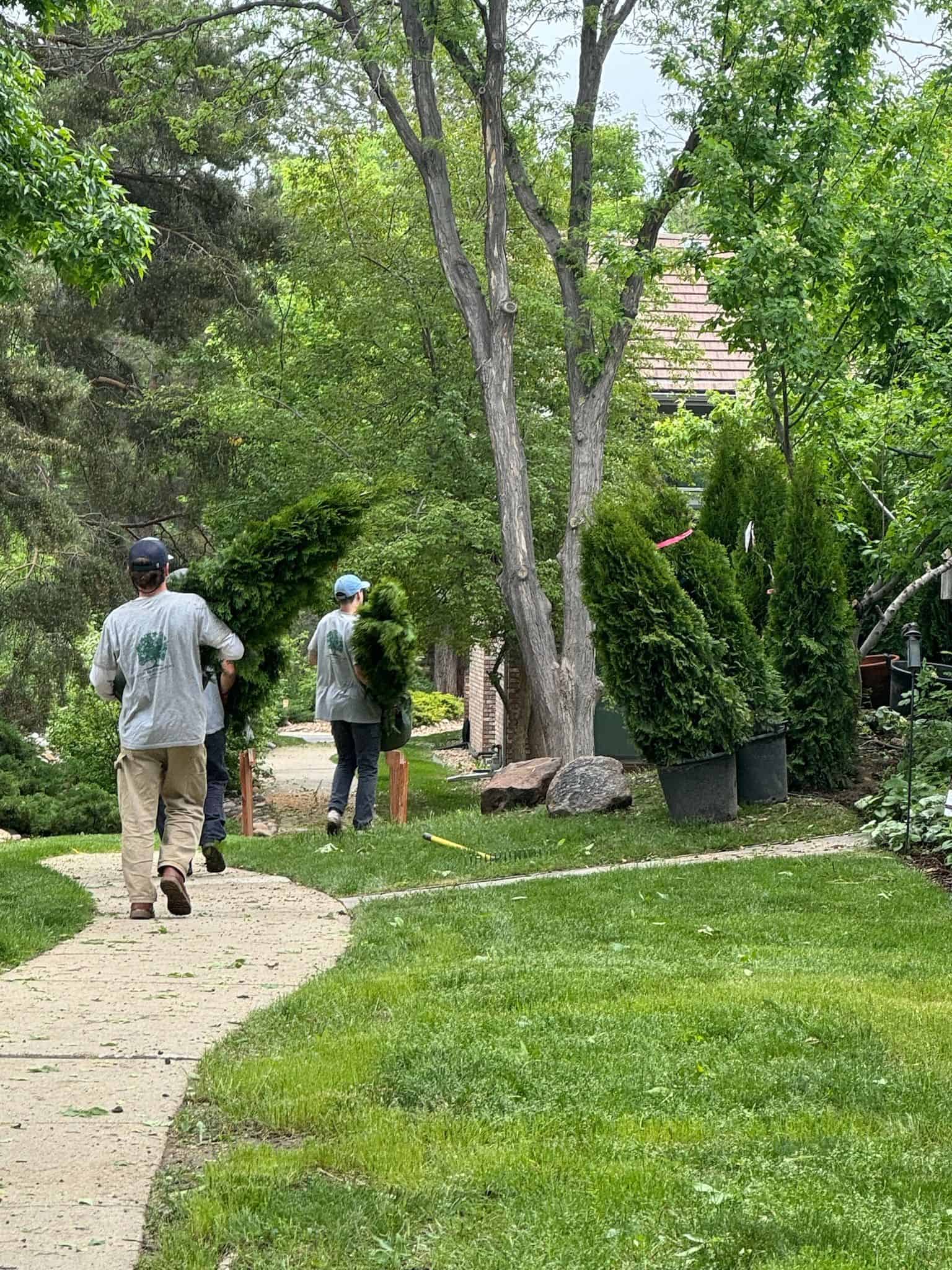 Tree Care & Installation image