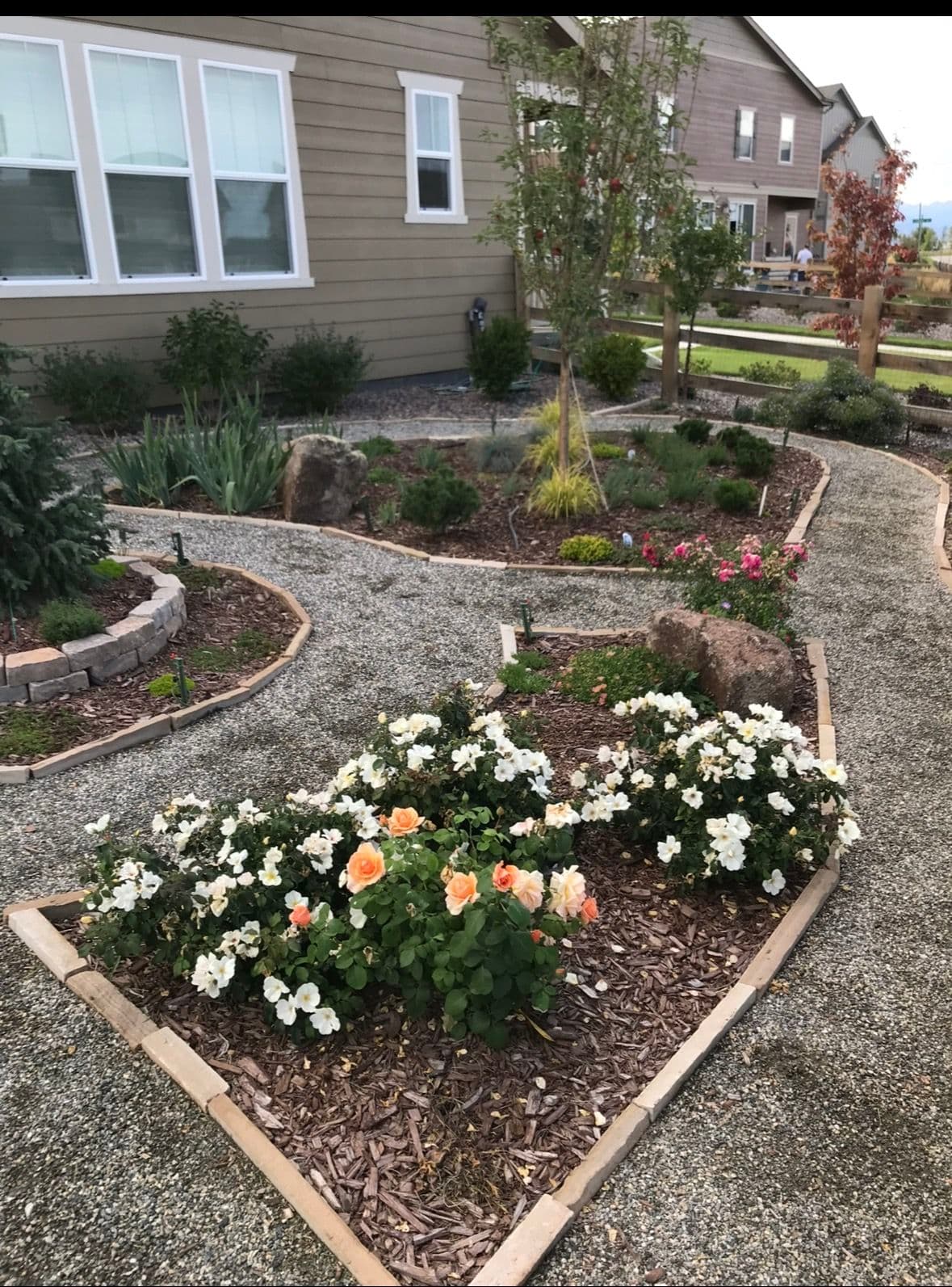 Xeriscape Elegance: English Rose and Native Grasses