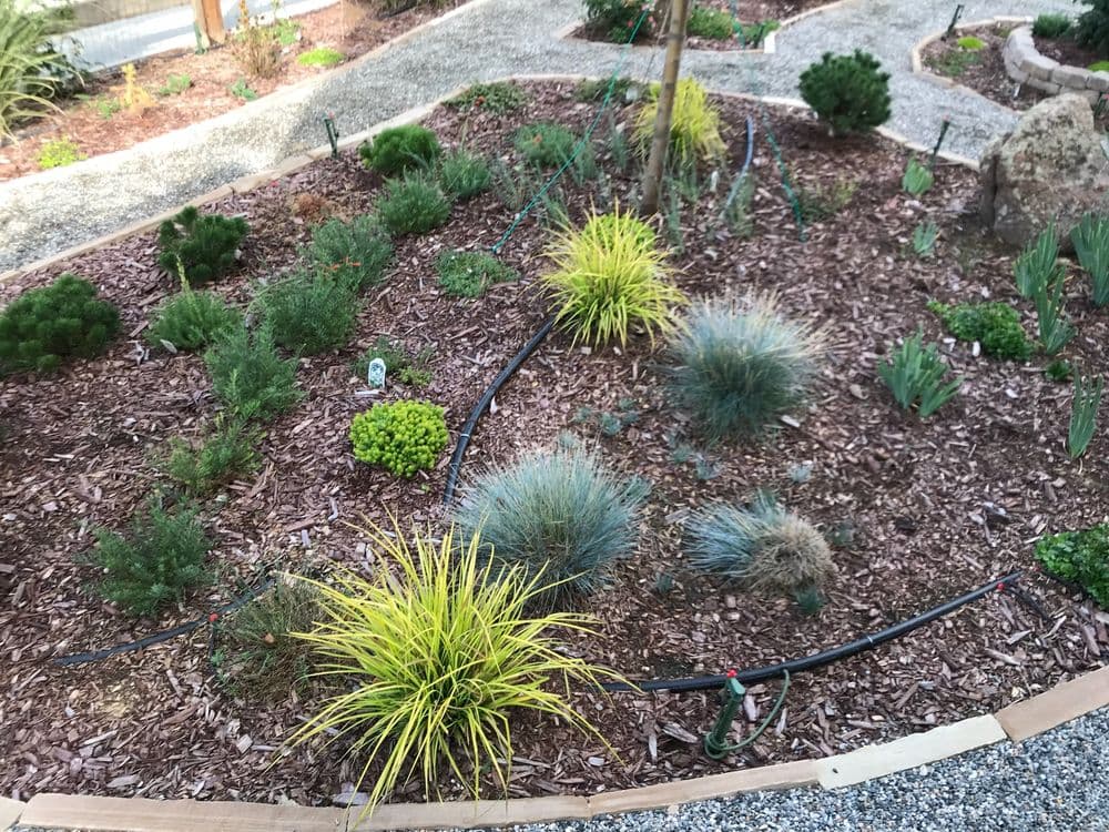 Lush garden with diverse plants, mulch landscaping, and irrigation system in a residential setting.